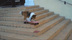 A dog doing a firecracker&hellip;.badass xD