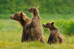 magicalnaturetour:   “Who’s that, mommy?” by Marsel van Oosten :) 