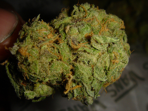 thatsgoodweed:  fresh skunk  