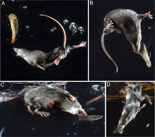 fyshrews: This is the Eurasian Water Shrew, Neomys fodiens, one of the very few venomous mammal