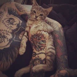 Overl0Rd:  At First Thought The Kittys Stommach Was Tatted  Conchetumaree Estaba