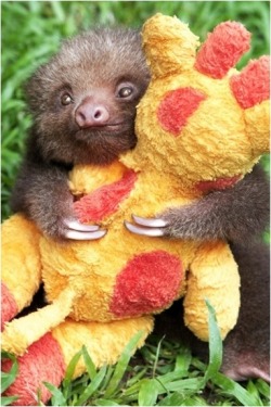 speshuled:  Adorbz of the day: A baby sloth.