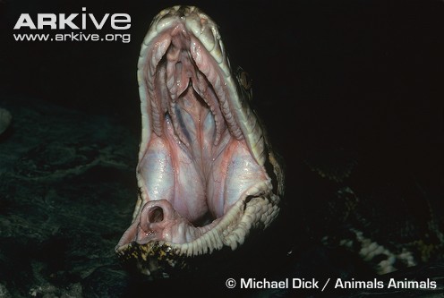 Here’s the mouth of the reticulated python; behind it lies up to 10 metres of snake. Fortunately, you’ll never have to know what it’s like to be swallowed by this mouth. GOOD NEWS! Unfortunately, that’s because the python will have suffocated the...