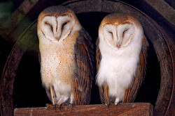 xantheose:  Two cute owls (by Tambako the