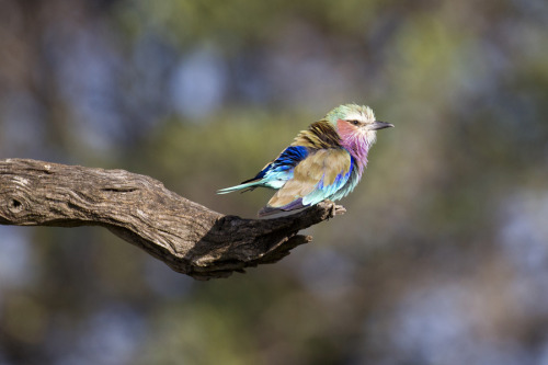 fairy-wren: lilac breasted roller (by mike johnson)