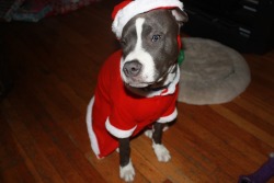 Fuckyeahpitbullterriers:  Happy Holidays! Xox 