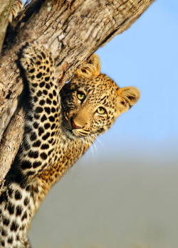 tiger-empire:  wild-at-heaart:  Awwww &lt;3 SueBG1 - Flickr   &lt;3 