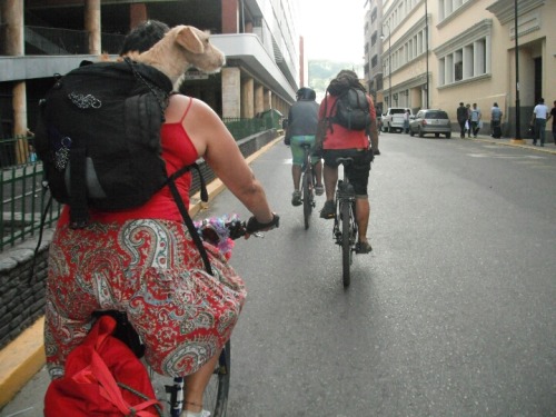 minombreespeligro: siguiendoruedas:  Lo más bello de la CGU: Kiam. Adora correr al lado de los cicli