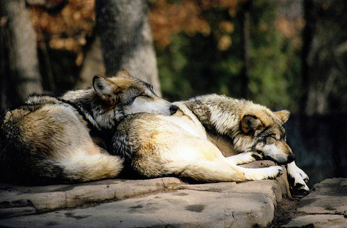 scarletocean:  Sleeping wolves (by foxes48_84) 