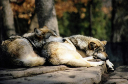 scarletocean:  Sleeping wolves (by foxes48_84)