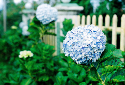 hmoong: Blue Hydrangeas on Flickr. Via Flickr: • Camera: Nikon FM • Film: Kodak Color Plus 200 • Pop