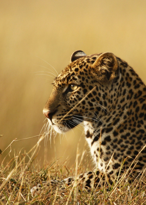 Maasai Mara safari - Kali the leopard by miacat63