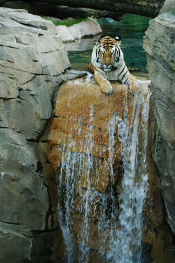 mentalalchemy:  One of my favorite Tiger