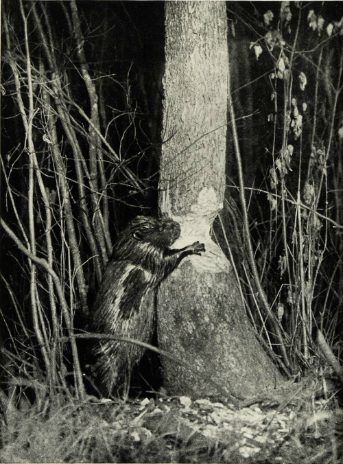 Beaver cutting down a Black Ash Tree at night, 1920s by George Shiras