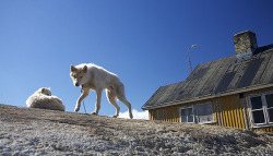 travelbydog:  Sled dogs (by Casper Zuidwijk)