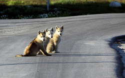 travelbydog:  (via Greenland Sled Dogs |
