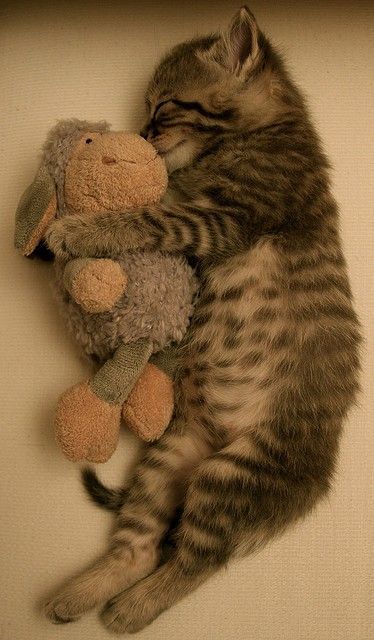 cute-kitty-cats:  cat hugging  