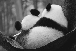 dying-in-the-sky:  Panda love <3 