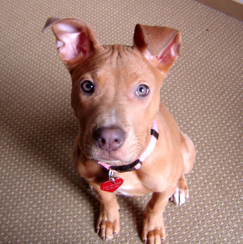  one day, i looked up from my desk, and she was sitting there.  tim and i had been thinking about getting a dog, but never a pit bull.  but there she was. i took this photo, and sent it to him with the headline “is this GRR?” when he came over to