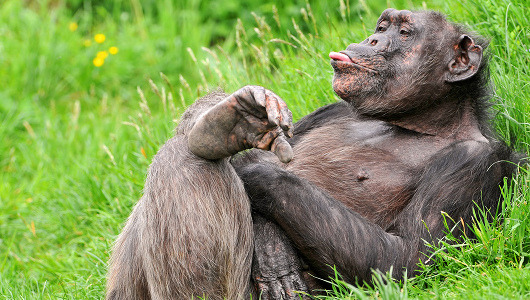 Chimpanzees found making sex toys
Chimps in Tanzania have taken toolmaking to a whole new level.