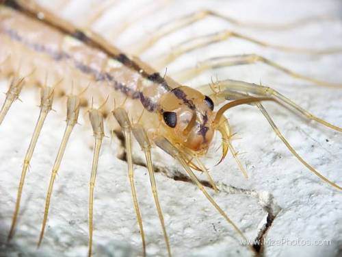 What’s scarier than a centipede? A centipede that sprints.
The house centipede has the same poison fangs that normal centipedes do, but they can move towards you at great speed thanks to its long spindly legs. They have a top speed of 40 cm per...