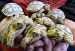 thefrogman:  Zooborns…  These are a few of some 45 hatchlings from the Linton Zoological Gardens in the UK. They are African Sulcata Giant Tortoises, also knowns as Spurred Tortoises — the third largest tortoise in the world, second only to the Galapagos