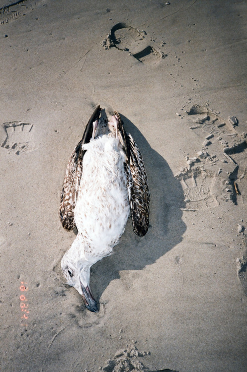 RIP Salty Seabird. 2011