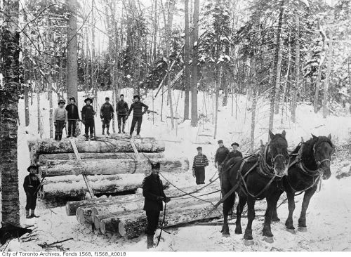 trappersandwoodsmen:   How Toronto was built, from the “Great Forest” north of Queen Street. Damn. 