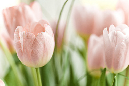 The Flower Store