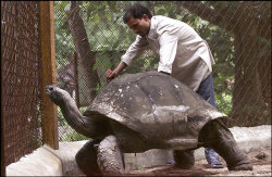 vondell-swain:  babyalehphaunt:  theeartiststrikesback:  vondell-swain:  This tortoise, who died in 2006, was born 26 years before America was formed, in 1750.It was born when Thomas Jefferson was seven and died twelve days after James Blunt’s “You’re