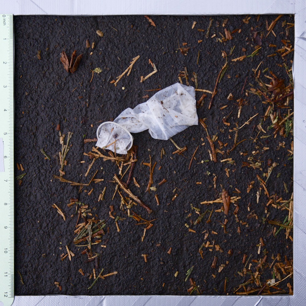 Used condom in the street with pine needles, N James St.