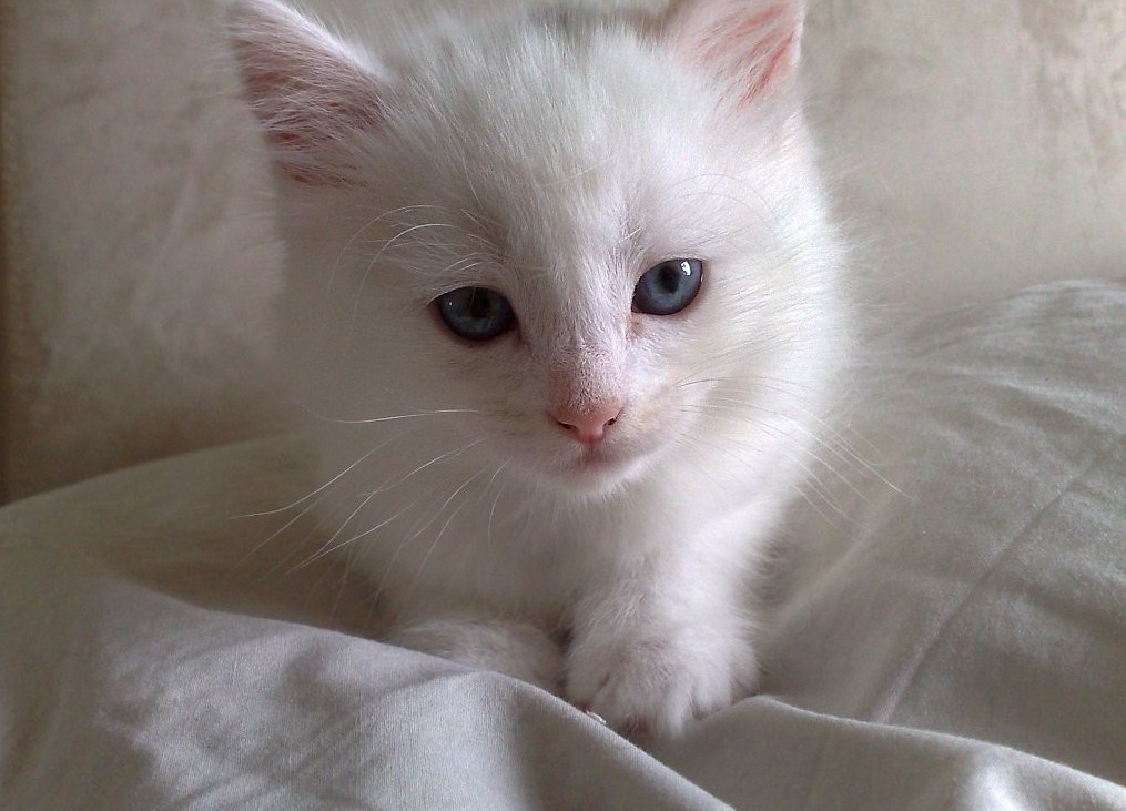 crystal-wings:  aw kitty