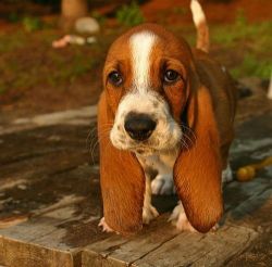 strugglingtobeheard:  gloflow:  buhbuhbeccie:  Or a basset hound choice dos  ^_^   Omg!!!!!!! I love but my mom would love even more!!