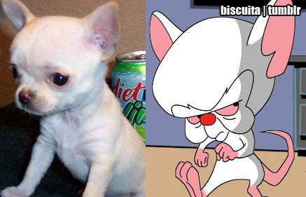 E eu achando que o cérebro fosse um rato HAHA. 