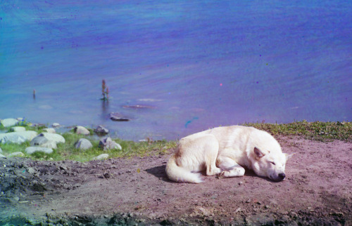 molkolsdal:A dog rests on the shore of Lake Lindozero in 1910. From the album “Views along the