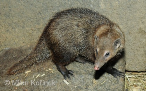 eximago: The common or long-nosed kusimanse (Crossarchus obscurus) is a member of Herpesti