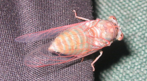 transientguests:  Cicada, pink and soft after its mature molt. 