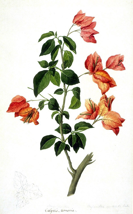 Sydney Parkinson (1745 – 1771)Born in Scotland, he was a botanical illustrator for the Captain Cook&