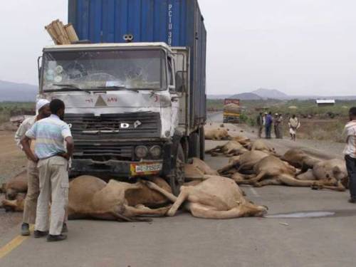 OMG YOU KILLED MY CAMELS! lol