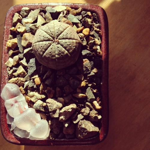 Gave @keightdee bay leaves and she got me a cute lil plant! Euphorbia obesa. (Taken with instagram)