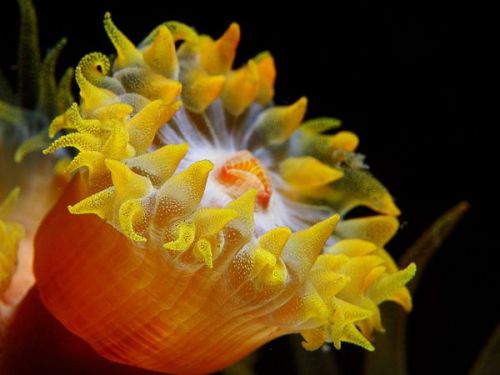 secretofthesea:Yellow sea anemone The sea anemone may look like the beautiful flower for which 