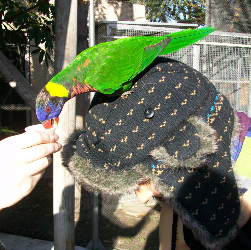 Lorikeets, Aquarium of the Pacific