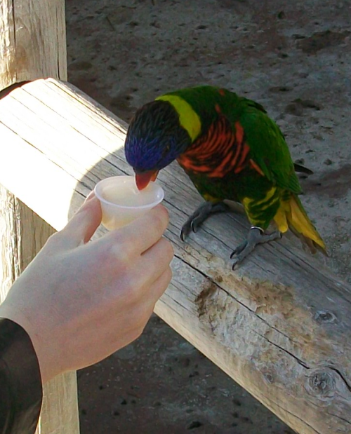 Lorikeets, Aquarium of the Pacific