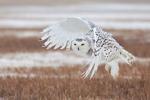 twelfthmoon:  Snowy Owl (by ~ Michaela Sagatova ~)