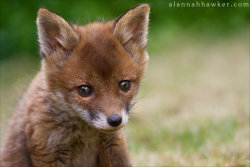 Fox Cub 16By - Alannahily