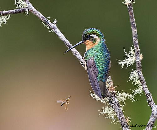 raspberrytart:  Birds and the Bees (by kenlassman) 