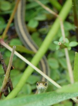 adorablesnakes:  Snake says hello! :D 