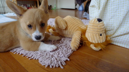 chubbythecorgi:A sweet little moofin at 14 weeks.