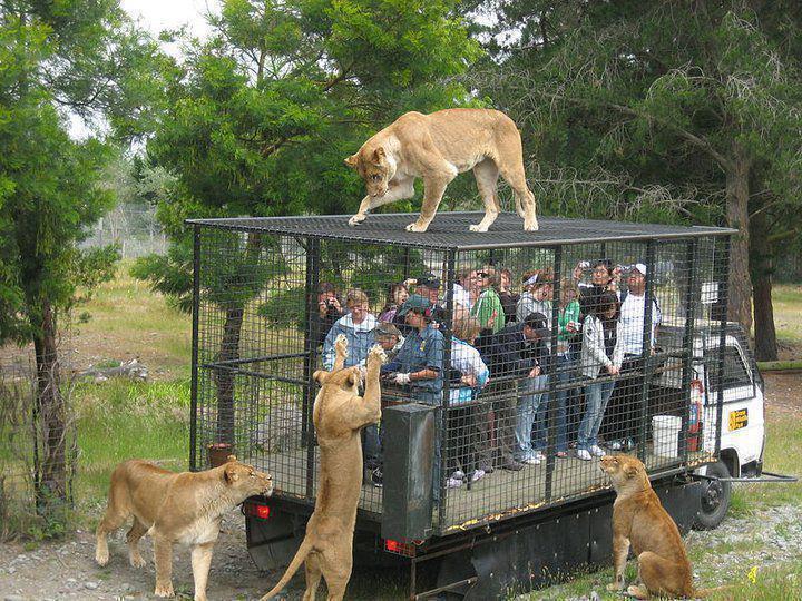 oldatheart:  brbkillingnubs:  This is a right way to observe wild animals, they should