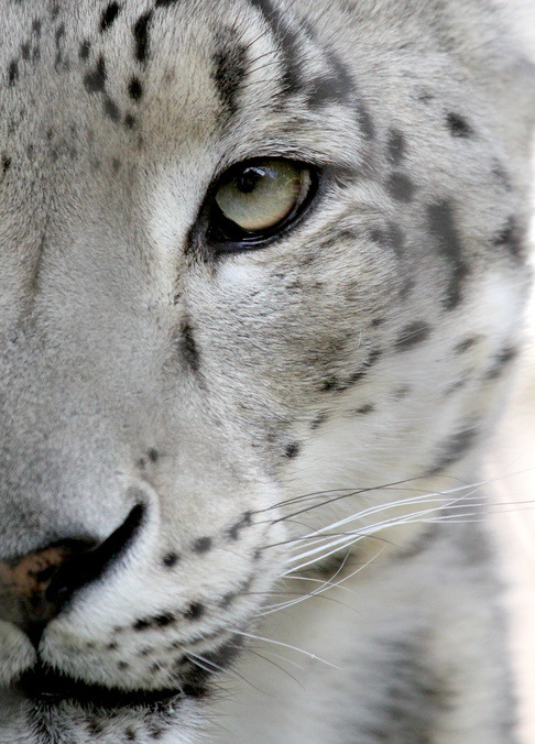 seasonsschange:   Snow Leopard - By Parasaran Raman   &lt;3